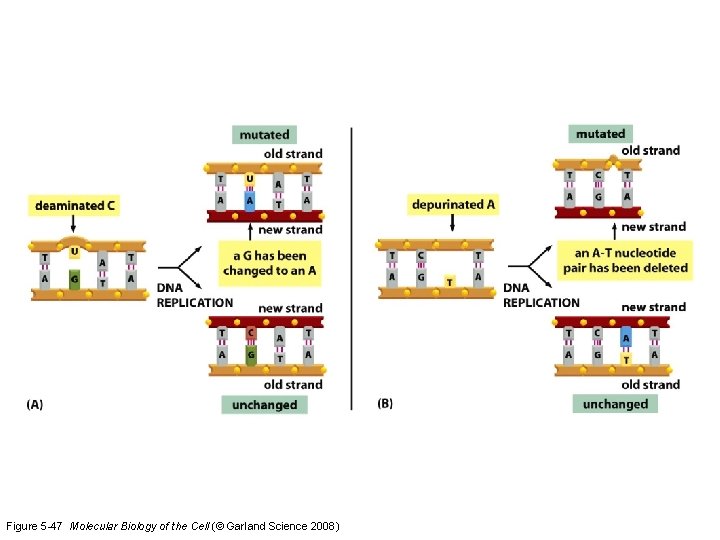 Figure 5 -47 Molecular Biology of the Cell (© Garland Science 2008) 