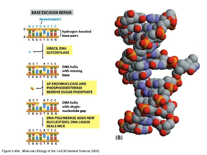 Figure 5 -48 a Molecular Biology of the Cell (© Garland Science 2008) 