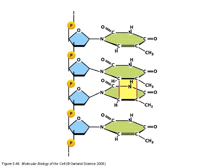 Figure 5 -46 Molecular Biology of the Cell (© Garland Science 2008) 