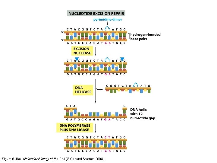 Figure 5 -48 b Molecular Biology of the Cell (© Garland Science 2008) 