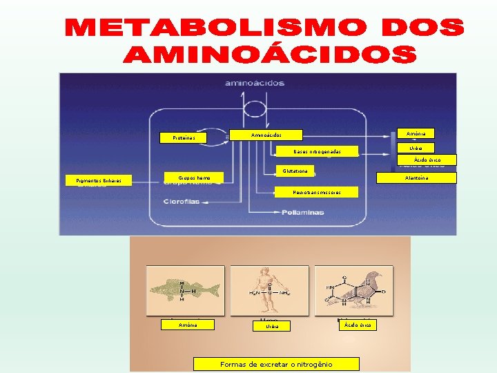 Proteínas Amônia Aminoácidos Uréia Bases nitrogenadas Ácido úrico Glutationa Pigmentos Biiliares Grupos hemo Alantoína