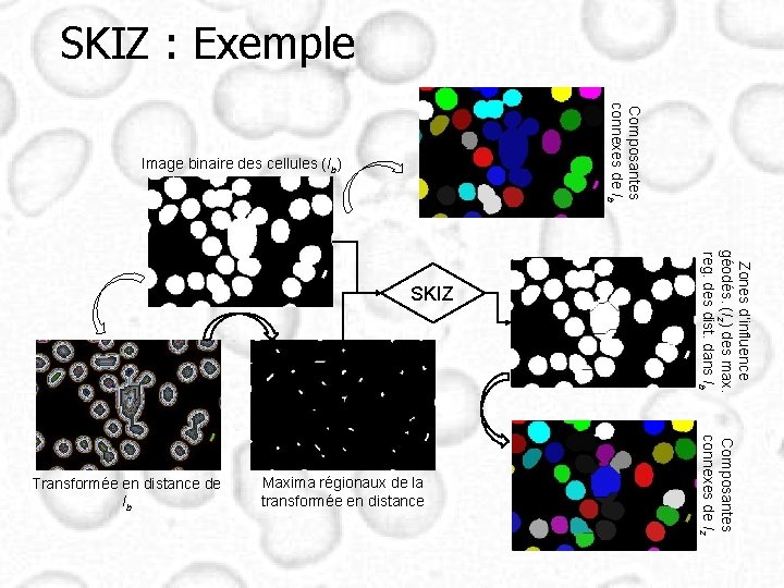 SKIZ : Exemple Composantes connexes de Ib Image binaire des cellules (Ib) Maxima régionaux