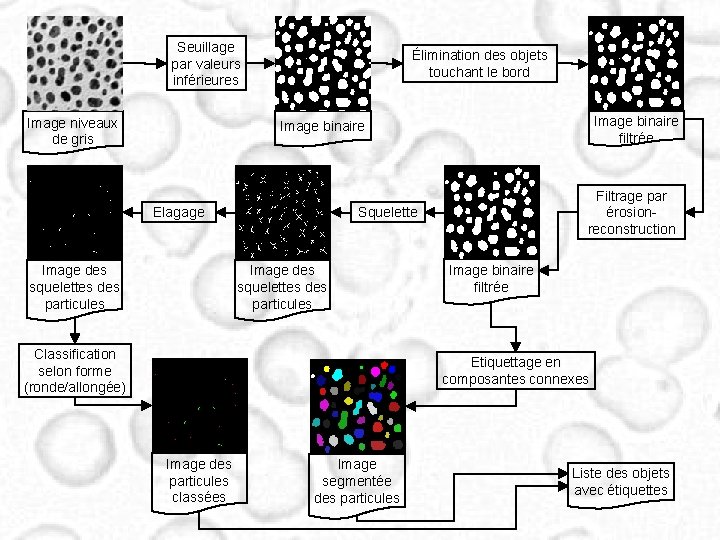 Seuillage par valeurs inférieures Image niveaux de gris Élimination des objets touchant le bord Seuillage par valeurs inférieures Image niveaux de gris Élimination des objets touchant le bord