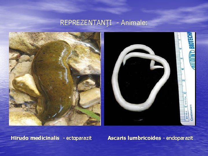 REPREZENTANŢI - Animale: Hirudo medicinalis - ectoparazit Ascaris lumbricoides - endoparazit 