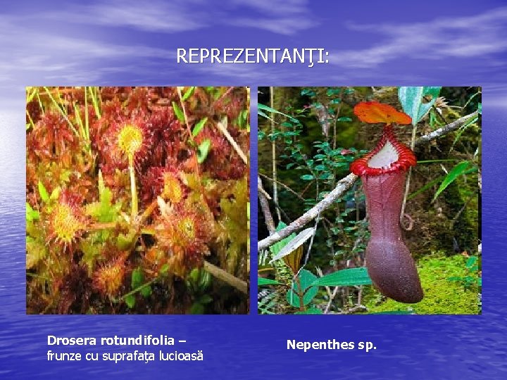 REPREZENTANŢI: Drosera rotundifolia – frunze cu suprafaţa lucioasă Nepenthes sp. 