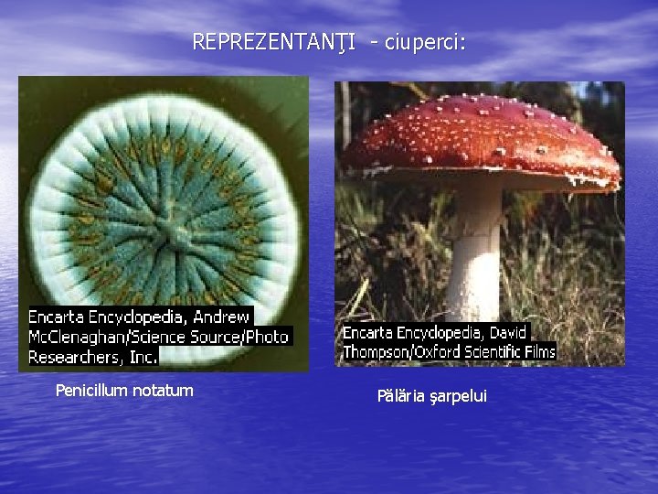 REPREZENTANŢI - ciuperci: Penicillum notatum Pălăria şarpelui 