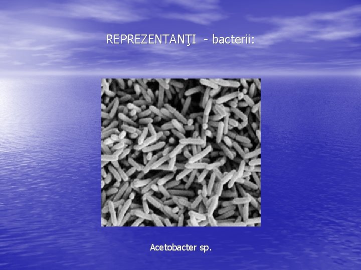 REPREZENTANŢI - bacterii: Acetobacter sp. 