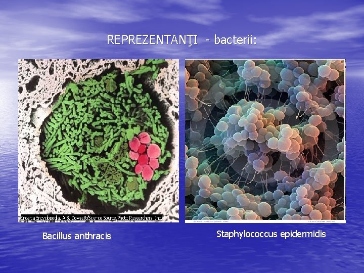 REPREZENTANŢI - bacterii: Bacillus anthracis Staphylococcus epidermidis 