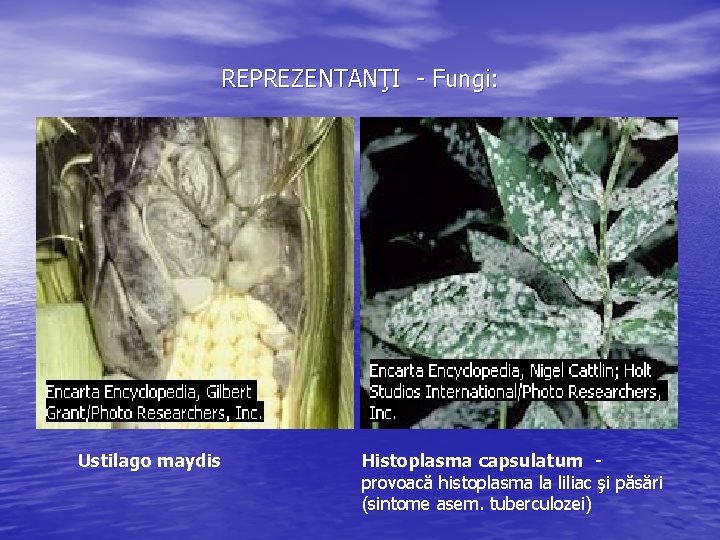 REPREZENTANŢI - Fungi: Ustilago maydis Histoplasma capsulatum provoacă histoplasma la liliac şi păsări (sintome