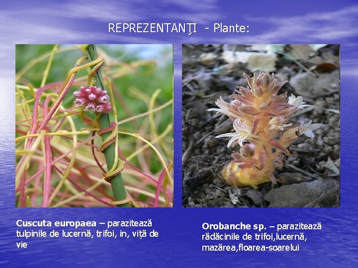 REPREZENTANŢI - Plante: Cuscuta europaea – parazitează tulpinile de lucernă, trifoi, in, viţă de