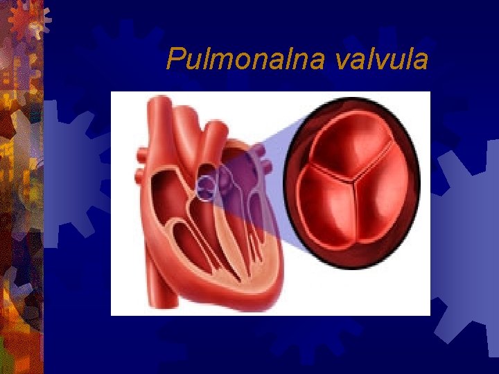 Pulmonalna valvula 