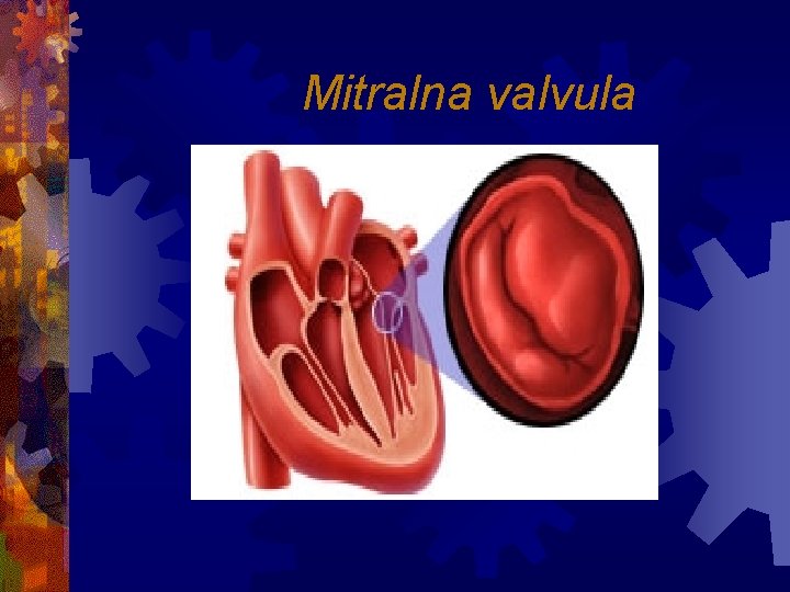 Mitralna valvula 