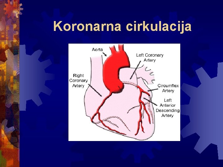 Koronarna cirkulacija 