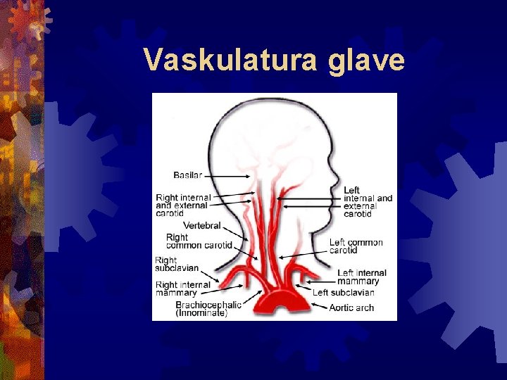 Vaskulatura glave 