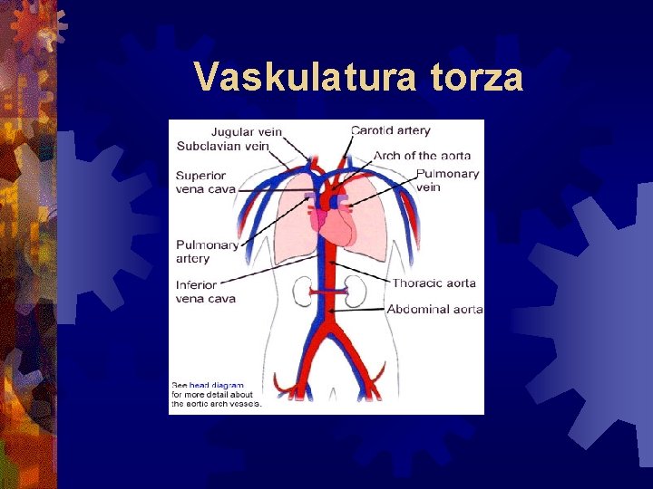 Vaskulatura torza 