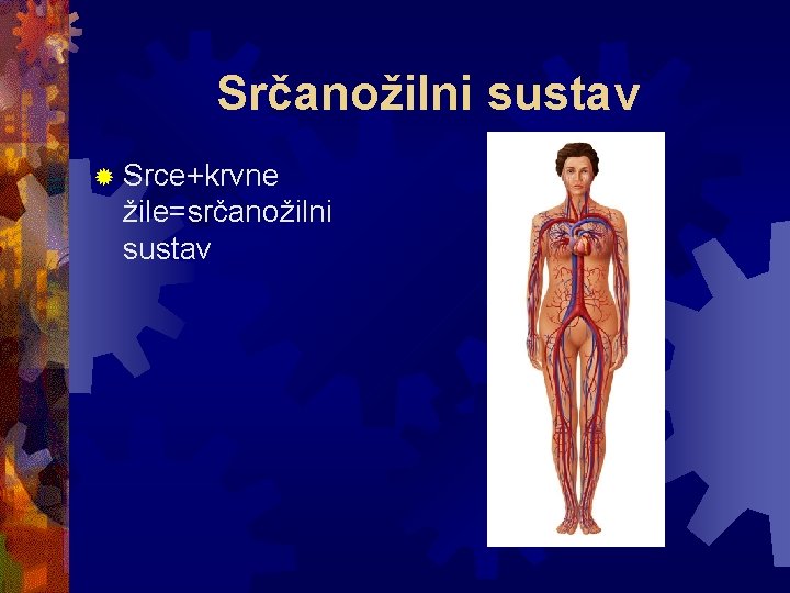 Srčanožilni sustav ® Srce+krvne žile=srčanožilni sustav 