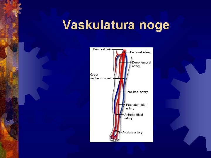 Vaskulatura noge 