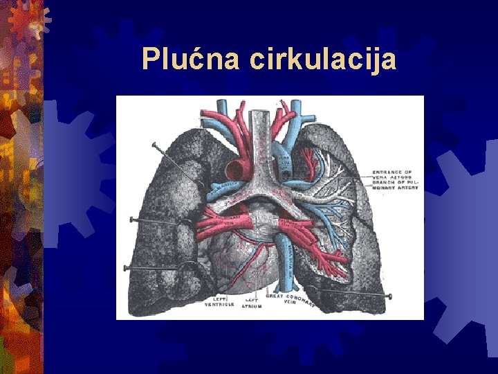 Plućna cirkulacija 
