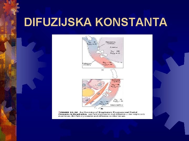 DIFUZIJSKA KONSTANTA 