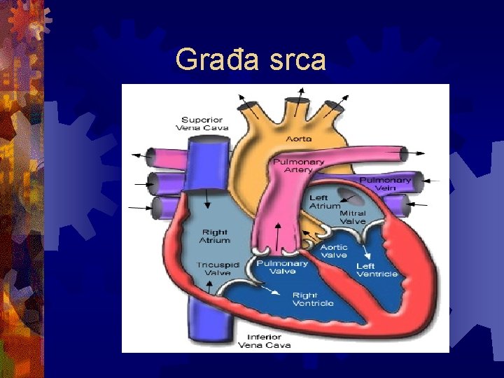 Građa srca 