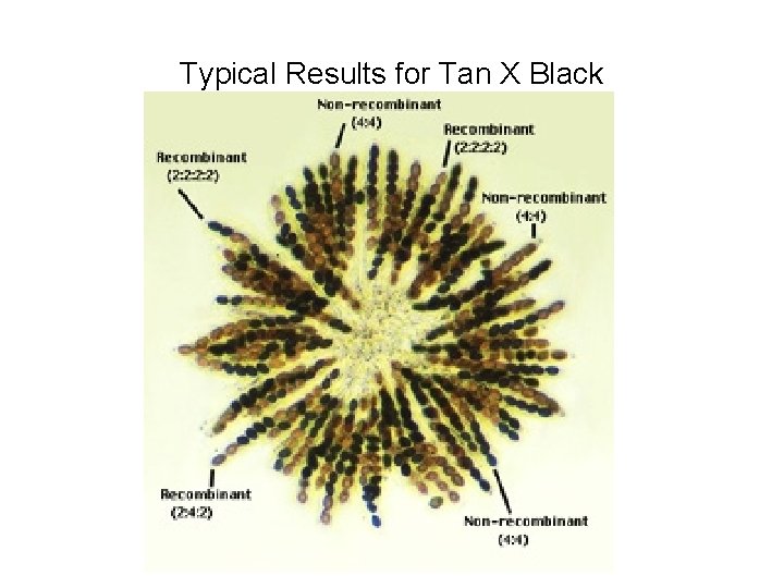 Typical Results for Tan X Black 