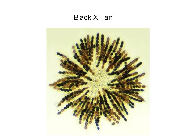 Black X Tan 