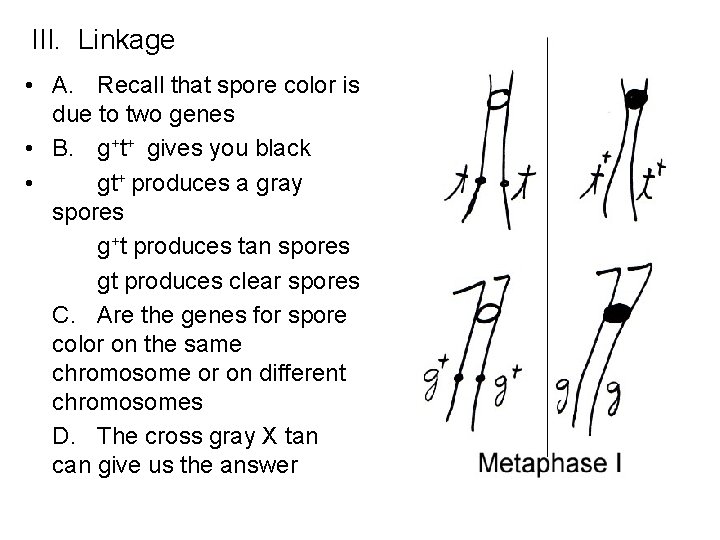 III. Linkage • A. Recall that spore color is due to two genes •