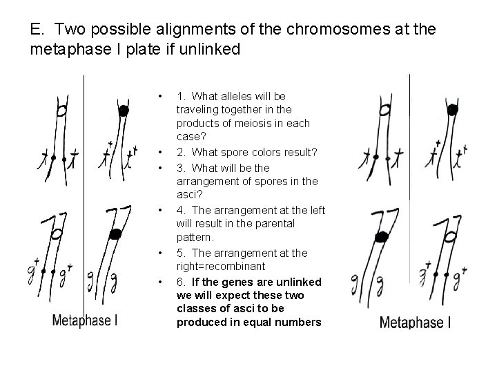 E. Two possible alignments of the chromosomes at the metaphase I plate if unlinked