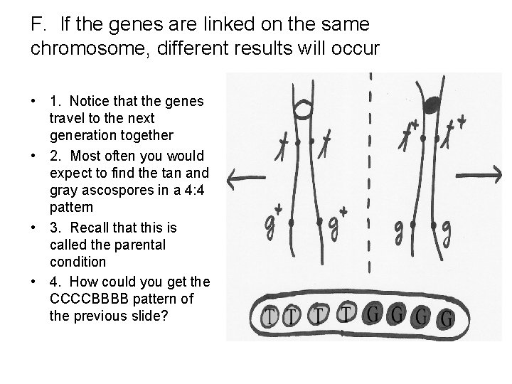 F. If the genes are linked on the same chromosome, different results will occur