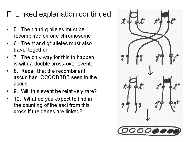 F. Linked explanation continued • 5. The t and g alleles must be recombined