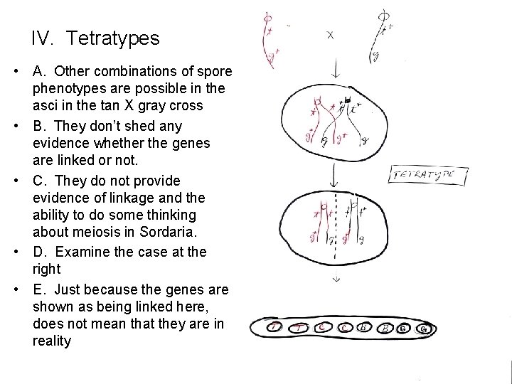 IV. Tetratypes • A. Other combinations of spore phenotypes are possible in the asci