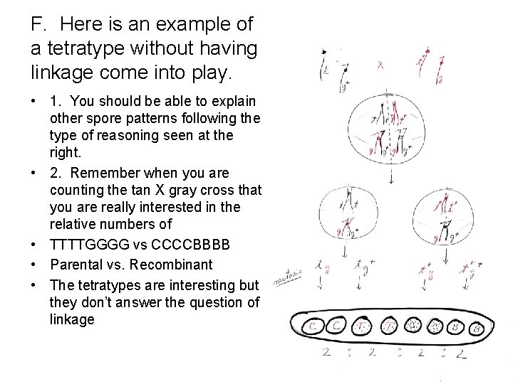 F. Here is an example of a tetratype without having linkage come into play.