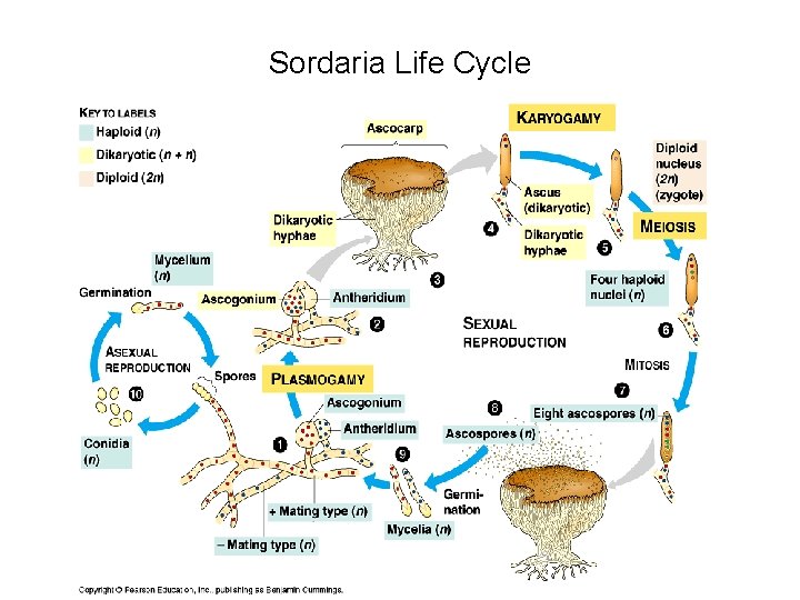 Sordaria Life Cycle 