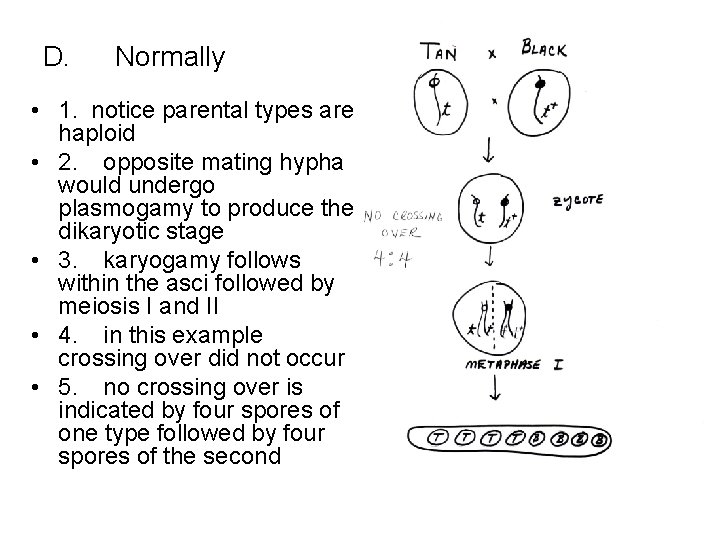 D. Normally • 1. notice parental types are haploid • 2. opposite mating hypha