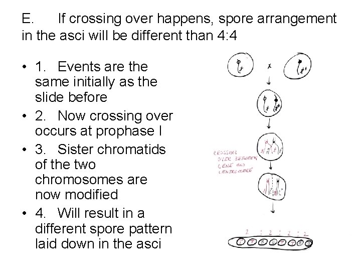 E. If crossing over happens, spore arrangement in the asci will be different than