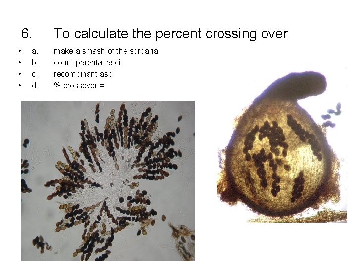 6. • • a. b. c. d. To calculate the percent crossing over make