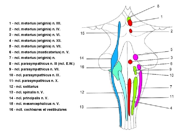 1 - ncl. motorius (originis) n. IIII. 2 - ncl. motorius (originis) n. IV.