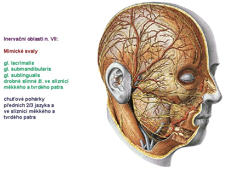 Inervační oblasti n. VII: Mimické svaly gl. lacrimalis gl. submandibularis gl. sublingualis drobné slinné