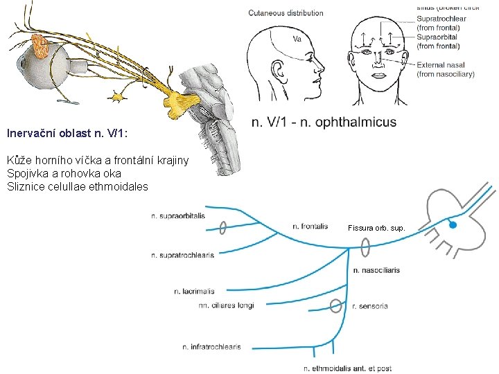 n. V/1 - n. ophthalmicus Inervační oblast n. V/1: Kůže horního víčka a frontální