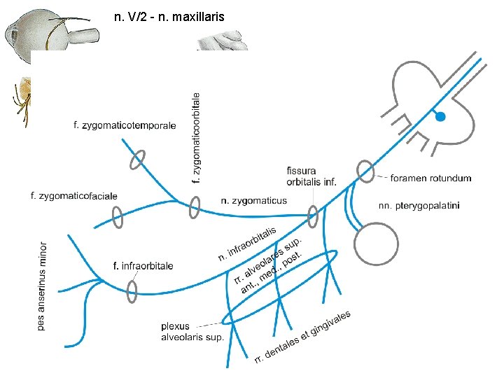 n. V/2 - n. maxillaris 