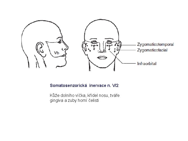 Somatosenzorická inervace n. V/2: Kůže dolního víčka, křídel nosu, tváře gingiva a zuby horní