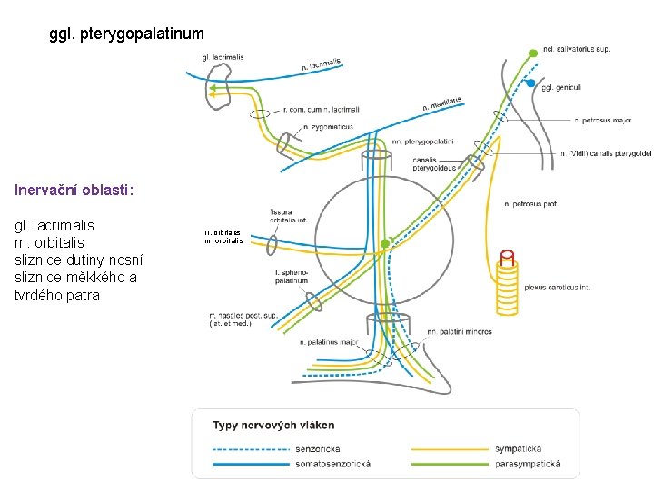 ggl. pterygopalatinum Inervační oblasti: gl. lacrimalis m. orbitalis sliznice dutiny nosní sliznice měkkého a