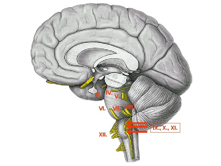 III. IV. V. VI. VIII. IX. , XI. XII. 