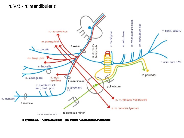 n. V/3 - n. mandibularis n. bucalis n. lingualis n. auriculotemporalis n. alveolaris inf.