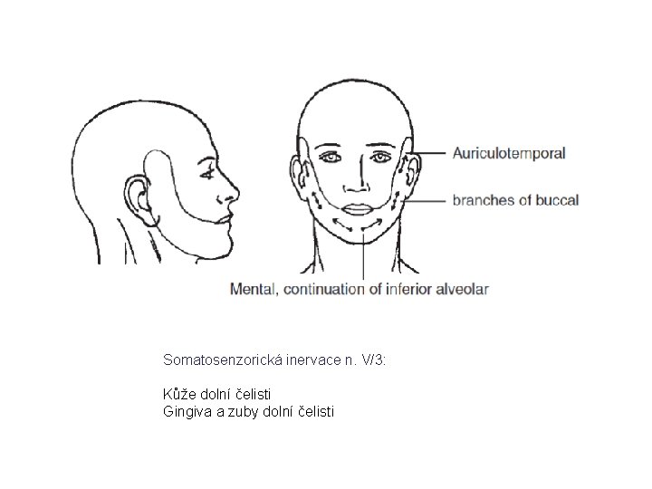 Somatosenzorická inervace n. V/3: Kůže dolní čelisti Gingiva a zuby dolní čelisti 