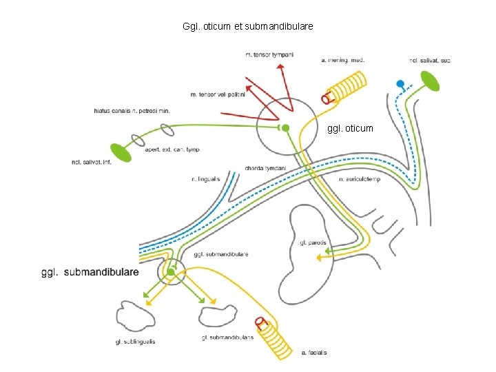 Ggl. oticum et submandibulare ggl. oticum 