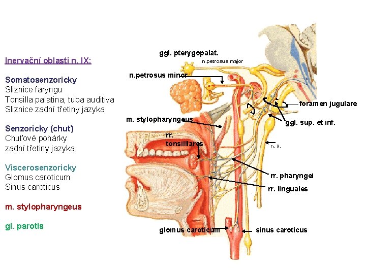Inervační oblasti n. IX: Somatosenzoricky Sliznice faryngu Tonsilla palatina, tuba auditiva Sliznice zadní třetiny