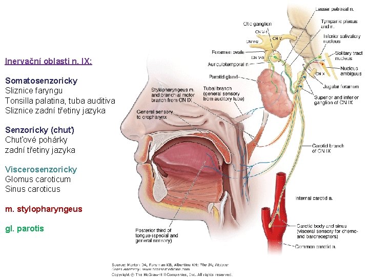 Inervační oblasti n. IX: Somatosenzoricky Sliznice faryngu Tonsilla palatina, tuba auditiva Sliznice zadní třetiny