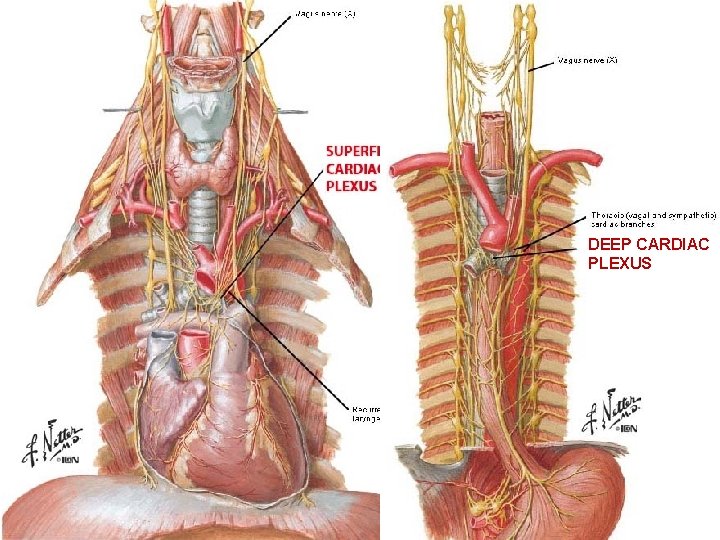 DEEP CARDIAC PLEXUS 