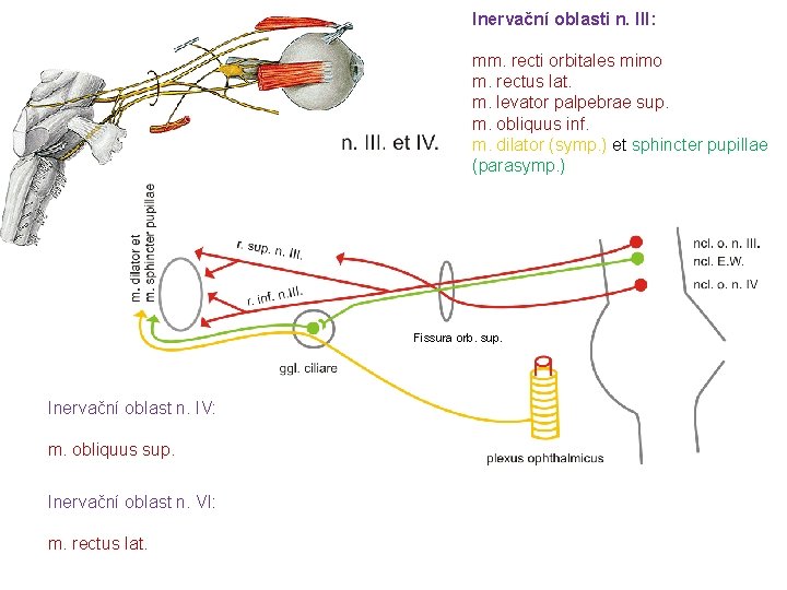 Inervační oblasti n. III: mm. recti orbitales mimo m. rectus lat. m. levator palpebrae